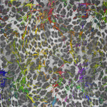 Grau Laminiert Leopard Elastisch Leopard Elastisch Raster - Ribes y Casals