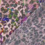 Rosa Laminiert Leopard Elastisch Leopard Elastisch Gitter - Ribes y Casals
