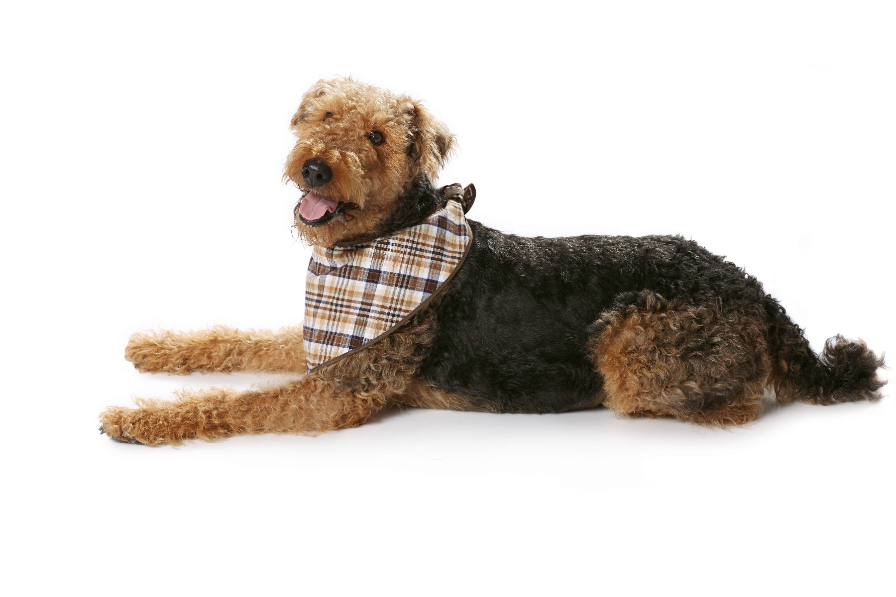 Schnittmuster Burda 7752 Hundemantel - Ribes y Casals