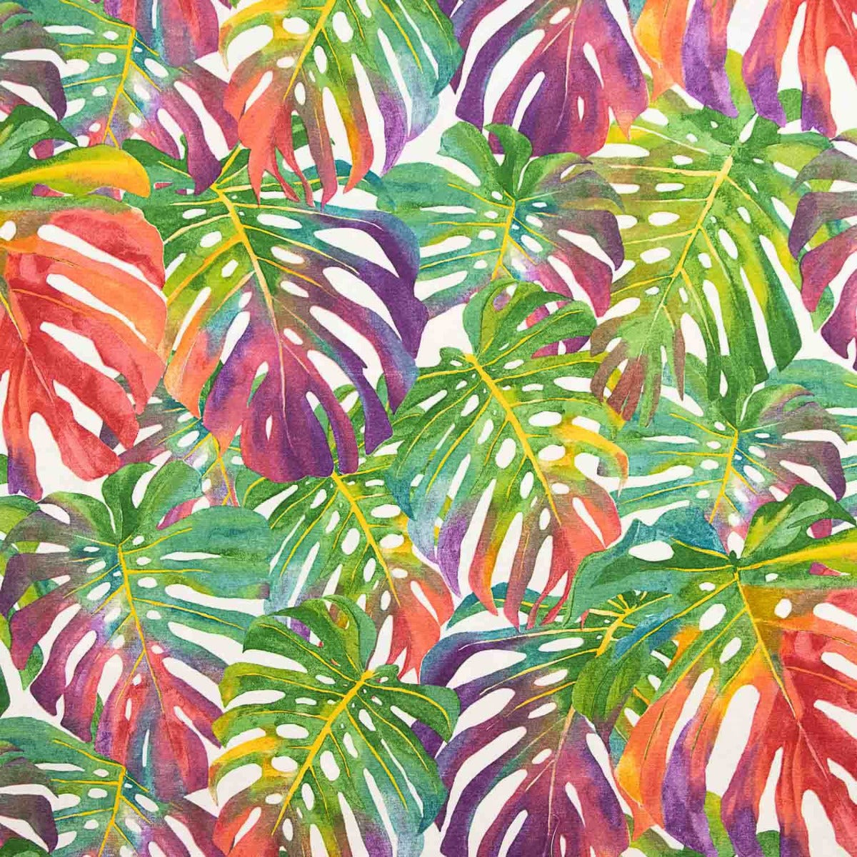 Tropische Segeltuch-Monstera - Ribes y Casals
