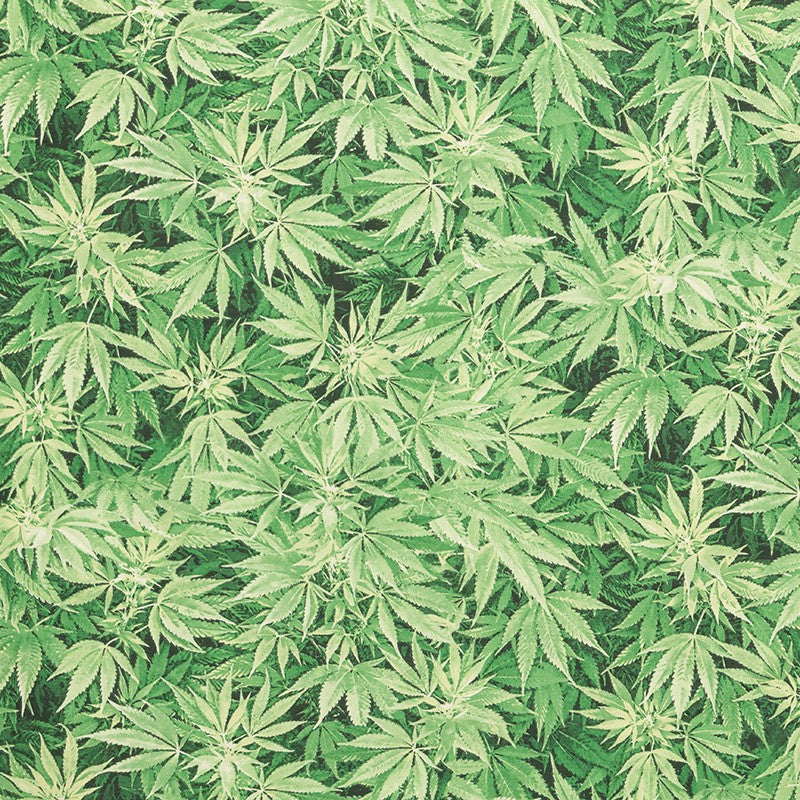 Leinwand Marihuana-Pflanzen Grün - Ribes y Casals