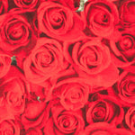 American Beauty-Leinwand - Ribes y Casals