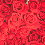 American Beauty-Leinwand - Ribes y Casals