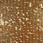 Tüll-Pailletten-Goldmedaille - Ribes y Casals